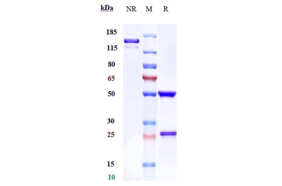SDS-PAGE - Anti-CD32A Antibody [VIB9600] - Low endotoxin, Azide free (A323937) - Antibodies.com
