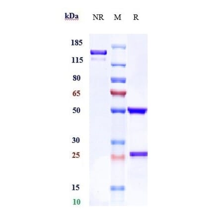 SDS-PAGE - Anti-CD32A Antibody [VIB9600] - Low endotoxin, Azide free (A323937) - Antibodies.com