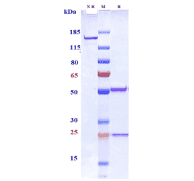 SDS-PAGE - Anti-CD33 Antibody [IMGN779] - Low endotoxin, Azide free (A323938) - Antibodies.com
