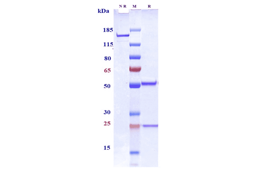 SDS-PAGE - Anti-CD33 Antibody [IMGN779] - Low endotoxin, Azide free (A323938) - Antibodies.com