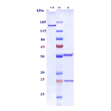 SDS-PAGE - Anti-CD33 Antibody [IMGN779] - Low endotoxin, Azide free (A323938) - Antibodies.com
