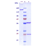 SDS-PAGE - Anti-CD33 Antibody [IMGN779] - Low endotoxin, Azide free (A323938) - Antibodies.com