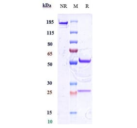 SDS-PAGE - Anti-CD34 Antibody [Research Grade Biosimilar] - Low endotoxin, Azide free (A323939) - Antibodies.com