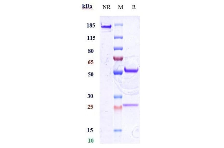 SDS-PAGE - Anti-CD34 Antibody [Research Grade Biosimilar] - Low endotoxin, Azide free (A323939) - Antibodies.com