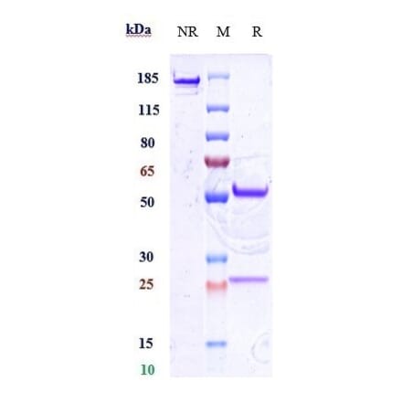 SDS-PAGE - Anti-CD34 Antibody [Research Grade Biosimilar] - Low endotoxin, Azide free (A323939) - Antibodies.com