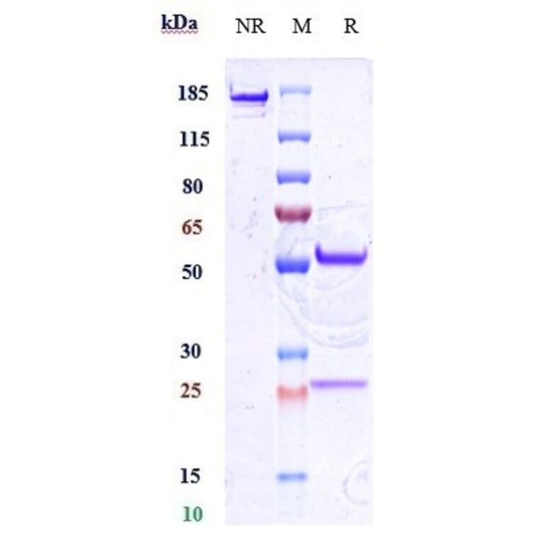 SDS-PAGE - Anti-CD34 Antibody [Research Grade Biosimilar] - Low endotoxin, Azide free (A323939) - Antibodies.com