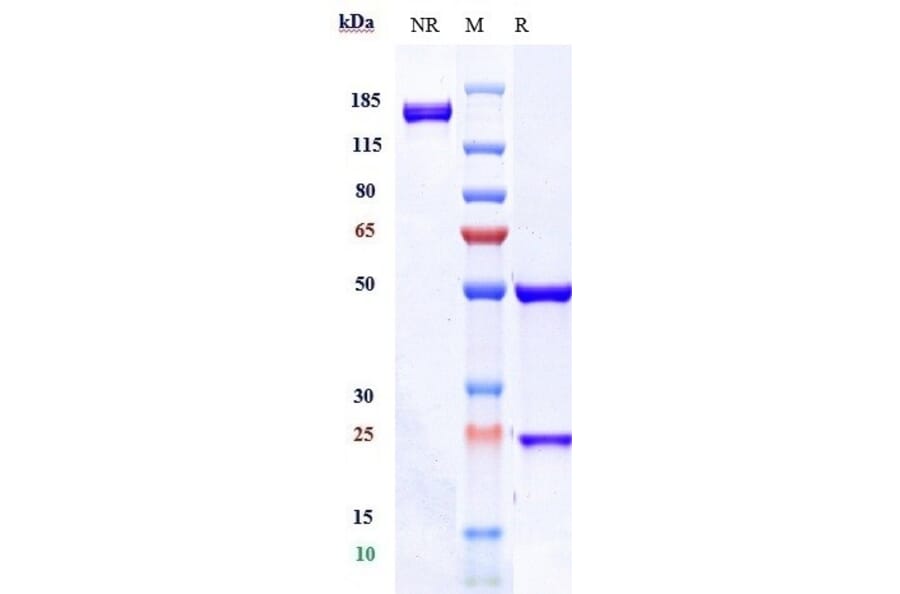 SDS-PAGE - Anti-CD37 Antibody [AGS67E] - Low endotoxin, Azide free (A323941) - Antibodies.com