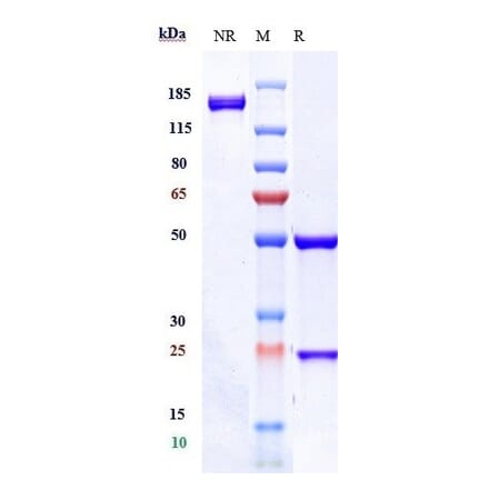 SDS-PAGE - Anti-CD37 Antibody [AGS67E] - Low endotoxin, Azide free (A323941) - Antibodies.com