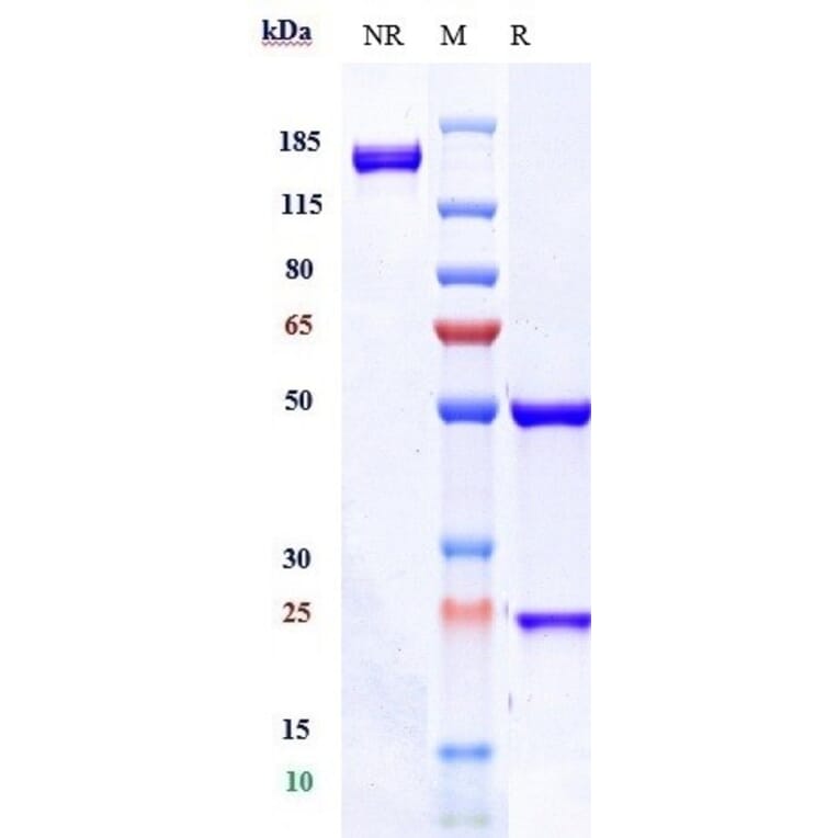 SDS-PAGE - Anti-CD37 Antibody [AGS67E] - Low endotoxin, Azide free (A323941) - Antibodies.com