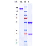 SDS-PAGE - Anti-CD37 Antibody [AGS67E] - Low endotoxin, Azide free (A323941) - Antibodies.com
