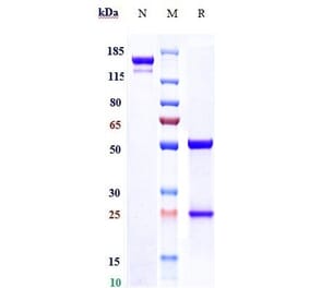 SDS-PAGE - Anti-CD39 Antibody [TTX-030] - Low endotoxin, Azide free (A323942) - Antibodies.com