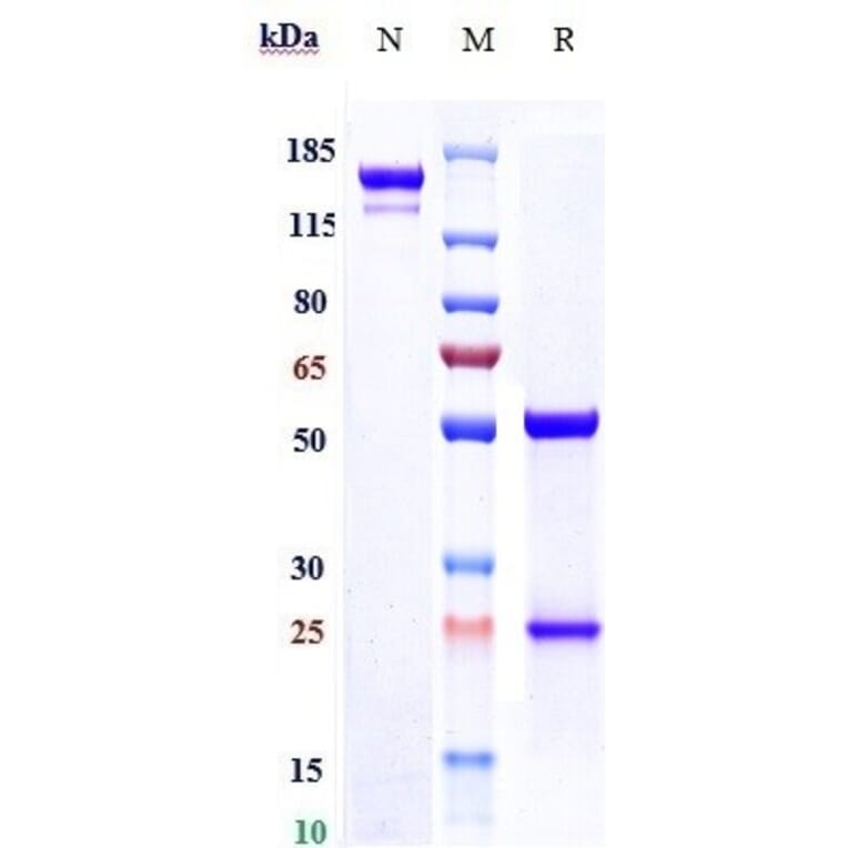 SDS-PAGE - Anti-CD39 Antibody [TTX-030] - Low endotoxin, Azide free (A323942) - Antibodies.com