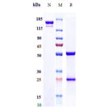 SDS-PAGE - Anti-CD39 Antibody [TTX-030] - Low endotoxin, Azide free (A323942) - Antibodies.com