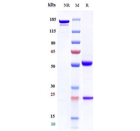 SDS-PAGE - Anti-CD4 Antibody [TRX1] - Low endotoxin, Azide free (A323943) - Antibodies.com