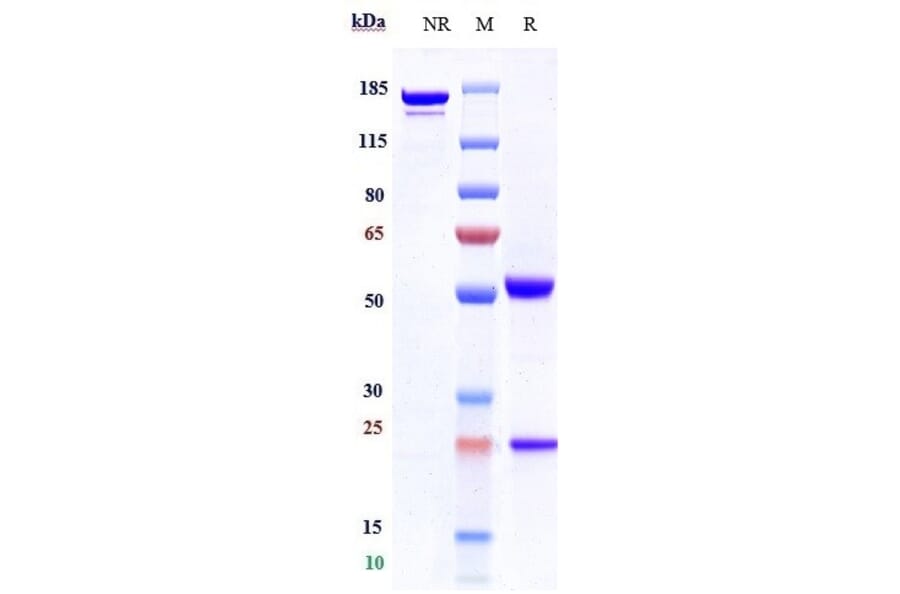 SDS-PAGE - Anti-CD4 Antibody [TRX1] - Low endotoxin, Azide free (A323943) - Antibodies.com