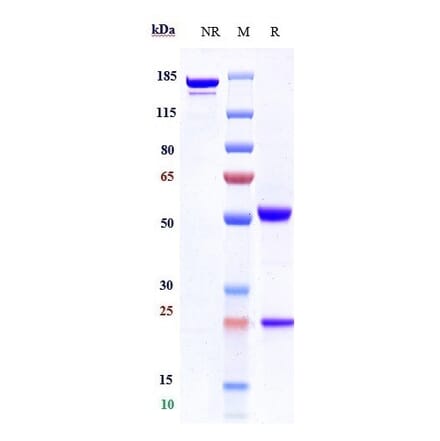 SDS-PAGE - Anti-CD4 Antibody [TRX1] - Low endotoxin, Azide free (A323943) - Antibodies.com