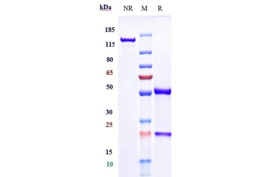 SDS-PAGE - Anti-CD40 Antibody [Research Grade Biosimilar] - Low endotoxin, Azide free (A323944) - Antibodies.com