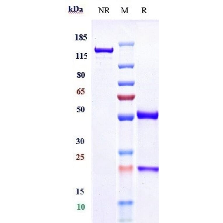 SDS-PAGE - Anti-CD40 Antibody [Research Grade Biosimilar] - Low endotoxin, Azide free (A323944) - Antibodies.com