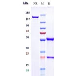 SDS-PAGE - Anti-CD40 Antibody [Research Grade Biosimilar] - Low endotoxin, Azide free (A323944) - Antibodies.com