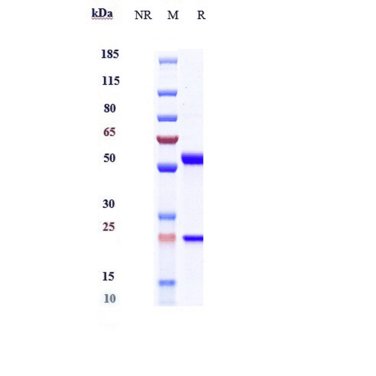 SDS-PAGE - Anti-CD45 Antibody [Research Grade Biosimilar] - Low endotoxin, Azide free (A323945) - Antibodies.com