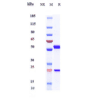 SDS-PAGE - Anti-CD45 Antibody [Research Grade Biosimilar] - Low endotoxin, Azide free (A323945) - Antibodies.com