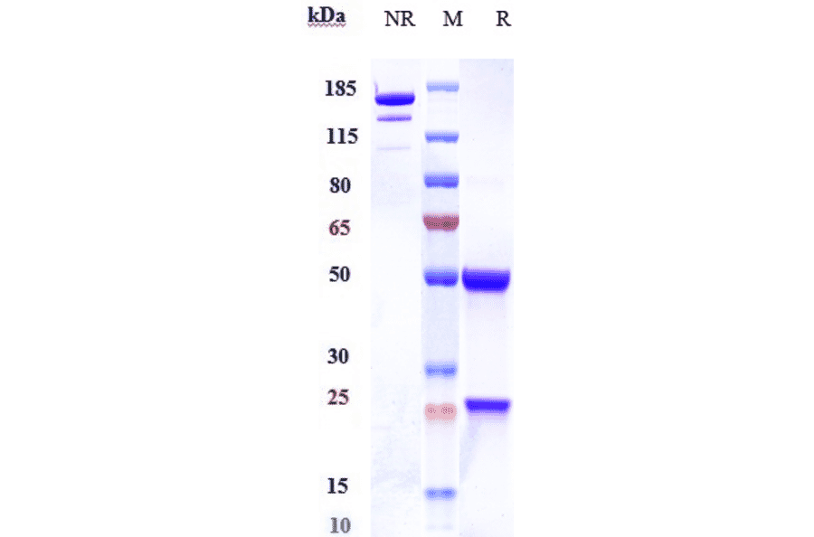 SDS-PAGE - Anti-CD46 Antibody [FOR46] - Low endotoxin, Azide free (A323946) - Antibodies.com