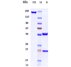 SDS-PAGE - Anti-CD47 Antibody [CC-90002] - Low endotoxin, Azide free (A323947) - Antibodies.com
