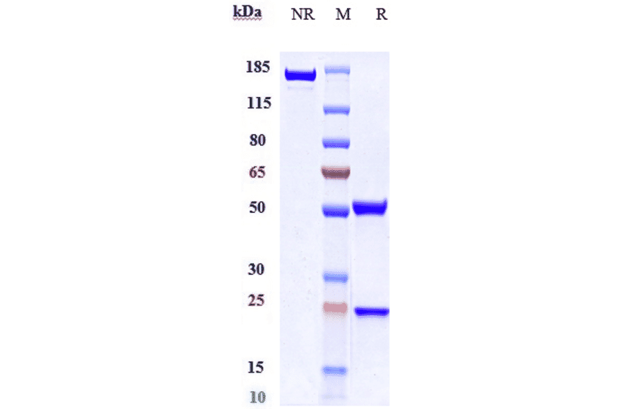 SDS-PAGE - Anti-CD47 Antibody [CC-90002] - Low endotoxin, Azide free (A323947) - Antibodies.com