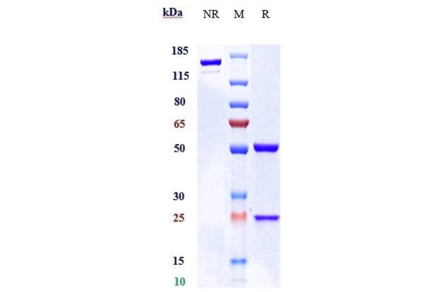 SDS-PAGE - Anti-CD48 Antibody [Research Grade Biosimilar] - Low endotoxin, Azide free (A323948) - Antibodies.com