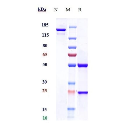 SDS-PAGE - Anti-CD5 Antibody [Research Grade Biosimilar] - Low endotoxin, Azide free (A323949) - Antibodies.com
