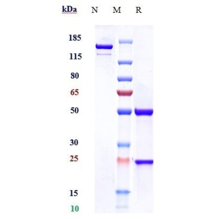 SDS-PAGE - Anti-CD5 Antibody [Research Grade Biosimilar] - Low endotoxin, Azide free (A323949) - Antibodies.com