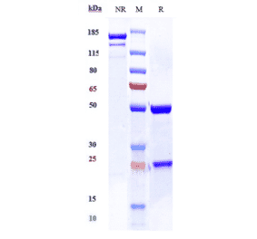 SDS-PAGE - Anti-CD59 Antibody [Research Grade Biosimilar] - Low endotoxin, Azide free (A323950) - Antibodies.com