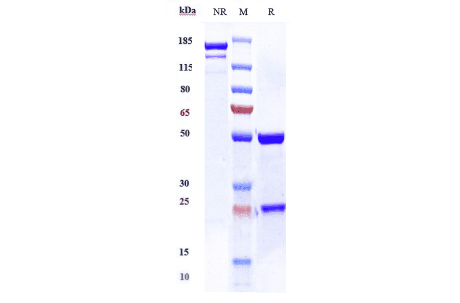 SDS-PAGE - Anti-CD59 Antibody [Research Grade Biosimilar] - Low endotoxin, Azide free (A323950) - Antibodies.com
