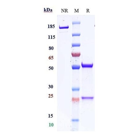 SDS-PAGE - Anti-CD59 Antibody [Research Grade Biosimilar] - Low endotoxin, Azide free (A323951) - Antibodies.com