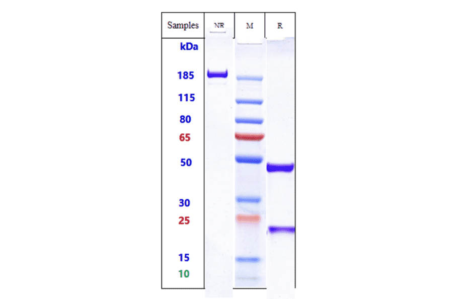 SDS-PAGE - Anti-CD64 Antibody [Research Grade Biosimilar] - Low endotoxin, Azide free (A323952) - Antibodies.com