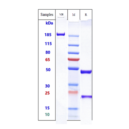 SDS-PAGE - Anti-CD64 Antibody [Research Grade Biosimilar] - Low endotoxin, Azide free (A323952) - Antibodies.com