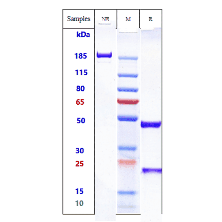 SDS-PAGE - Anti-CD64 Antibody [Research Grade Biosimilar] - Low endotoxin, Azide free (A323952) - Antibodies.com