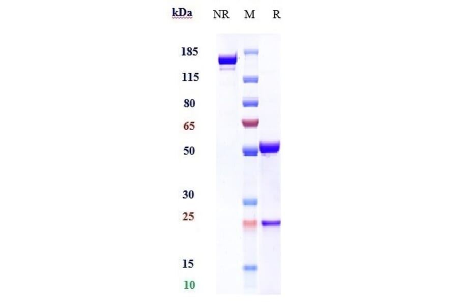 SDS-PAGE - Anti-CD69 Antibody [Research Grade Biosimilar] - Low endotoxin, Azide free (A323953) - Antibodies.com