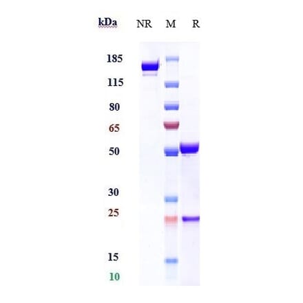 SDS-PAGE - Anti-CD69 Antibody [Research Grade Biosimilar] - Low endotoxin, Azide free (A323953) - Antibodies.com