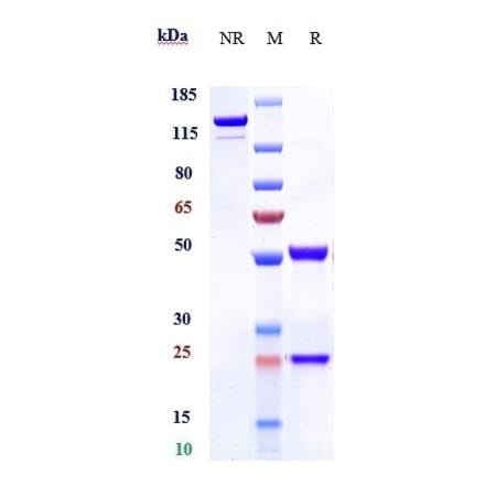 SDS-PAGE - Anti-CD7 Antibody [Research Grade Biosimilar] - Low endotoxin, Azide free (A323954) - Antibodies.com