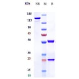 SDS-PAGE - Anti-CD7 Antibody [Research Grade Biosimilar] - Low endotoxin, Azide free (A323954) - Antibodies.com