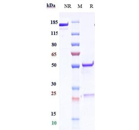 SDS-PAGE - Anti-CD83 Antibody [Research Grade Biosimilar] - Low endotoxin, Azide free (A323955) - Antibodies.com