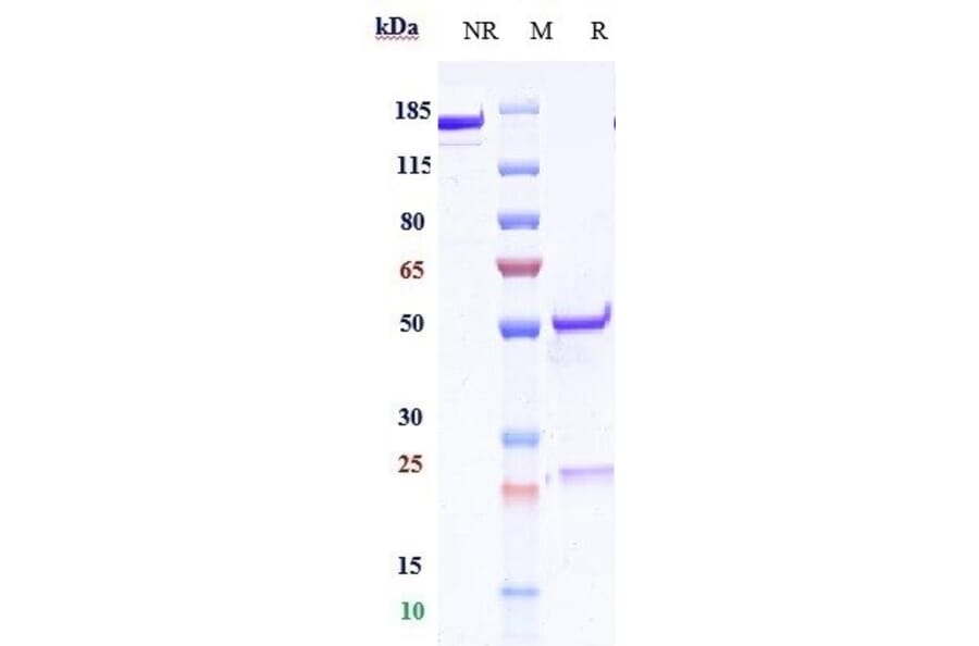 SDS-PAGE - Anti-CD83 Antibody [Research Grade Biosimilar] - Low endotoxin, Azide free (A323955) - Antibodies.com