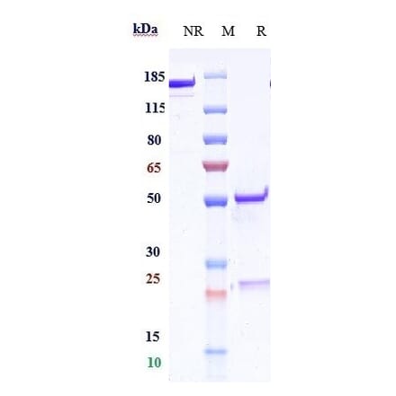 SDS-PAGE - Anti-CD83 Antibody [Research Grade Biosimilar] - Low endotoxin, Azide free (A323955) - Antibodies.com