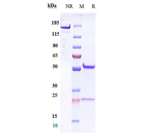 SDS-PAGE - Anti-CD9 Antibody [Research Grade Biosimilar] - Low endotoxin, Azide free (A323956) - Antibodies.com