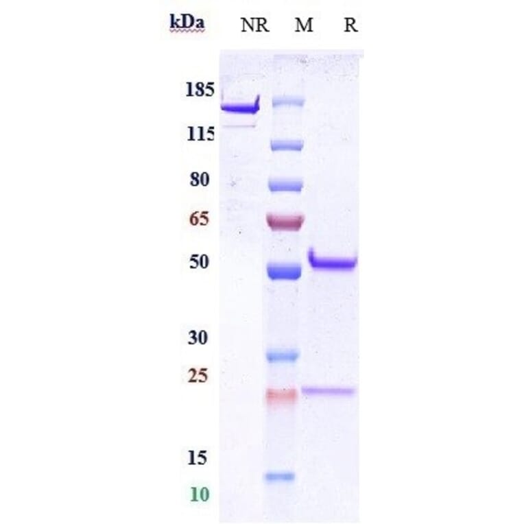 SDS-PAGE - Anti-CD9 Antibody [Research Grade Biosimilar] - Low endotoxin, Azide free (A323956) - Antibodies.com