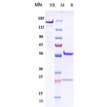 SDS-PAGE - Anti-CD9 Antibody [Research Grade Biosimilar] - Low endotoxin, Azide free (A323956) - Antibodies.com