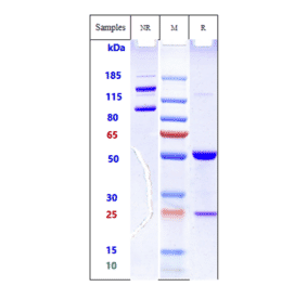 SDS-PAGE - Anti-CD98 Antibody [Research Grade Biosimilar] - Low endotoxin, Azide free (A323958) - Antibodies.com
