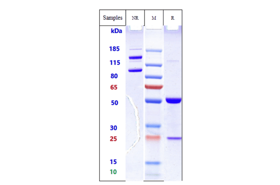SDS-PAGE - Anti-CD98 Antibody [Research Grade Biosimilar] - Low endotoxin, Azide free (A323958) - Antibodies.com