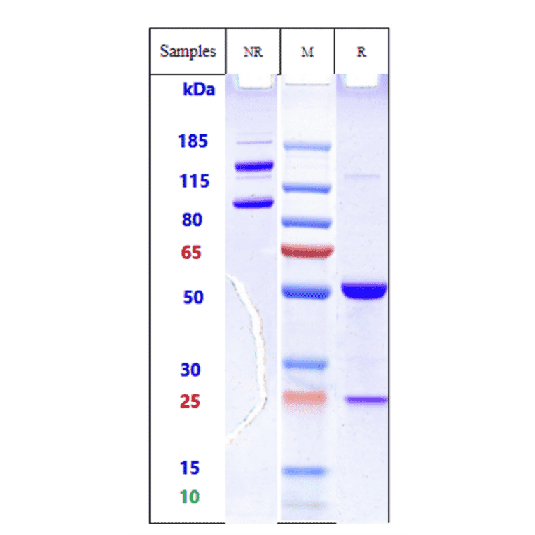 SDS-PAGE - Anti-CD98 Antibody [Research Grade Biosimilar] - Low endotoxin, Azide free (A323958) - Antibodies.com